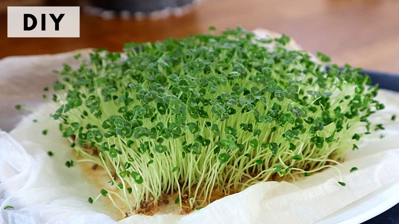 DIY : TOUTES LES TECHNIQUES POUR FAIRE DES GRAINES GERMÉES, SUPER FOOD, CHIA, ALFALFA, LIN, LENTILLE