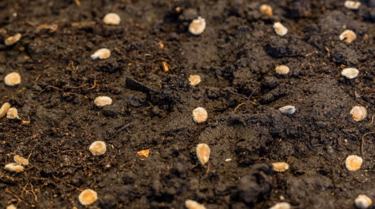 Durée et étapes de la culture des champignons : guide complet pour réussir