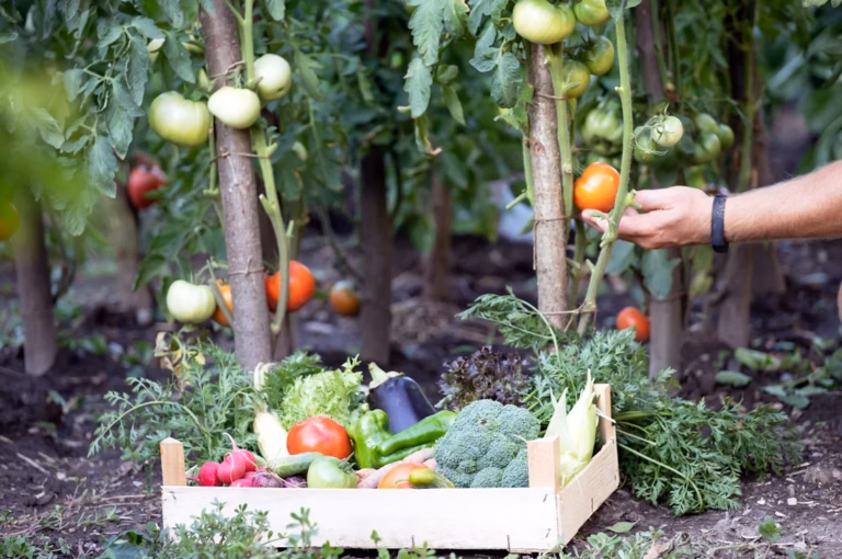 Potager en carré : guide pratique et conseils pour réussir votre potager